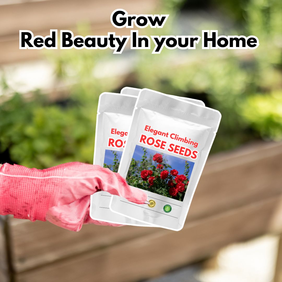 Elegant Climbing Rose Flower Seeds (Buy 1 Get1 Free)