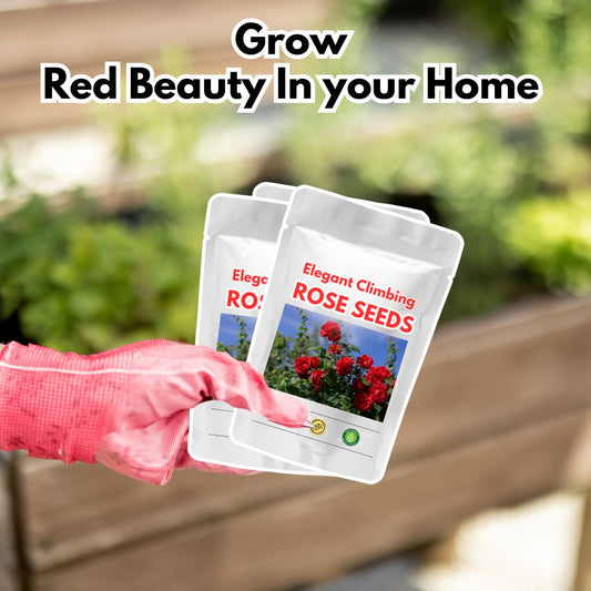 Elegant Climbing Rose Flower Seeds (Buy 1 Get1 Free)